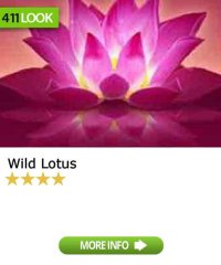 Wild Lotus